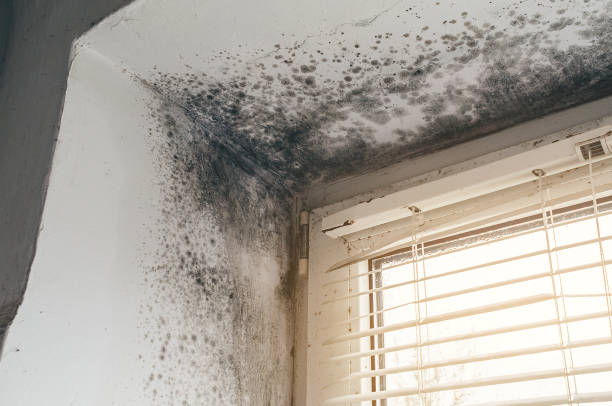 Affordable Attic Mold Remediation solutions in Mount Holly, NC